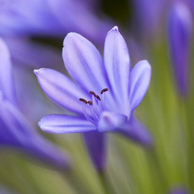Fiori